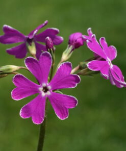 Primula sieboldii 'Essi' besitz herzförmige Blütenblätter.