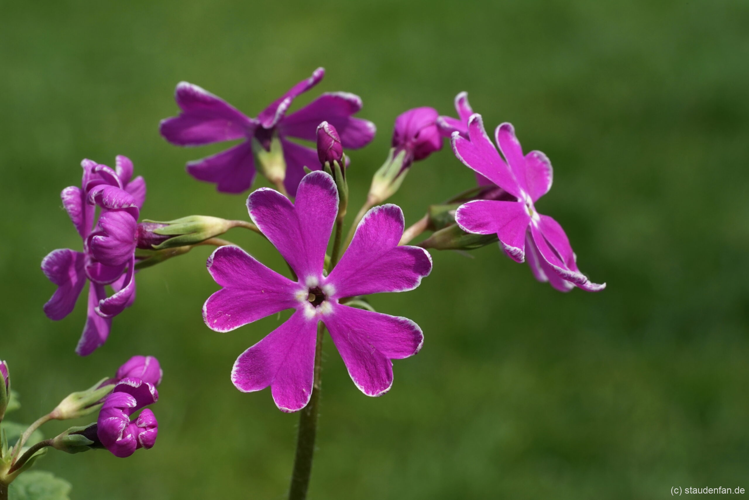Primula sieboldii 'Essi' besitz herzförmige Blütenblätter.