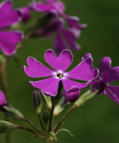 Primula sieboldii 'Essi' ist die Auslese einer englichen Gärtnerei.