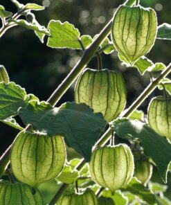 Sehr dekorativ im Gegenlicht sind die unreifen Lampions von Physalis peruviana 'Schönbrunner Gold'.