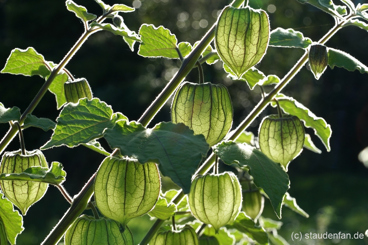 Sehr dekorativ im Gegenlicht sind die unreifen Lampions von Physalis peruviana 'Schönbrunner Gold'.