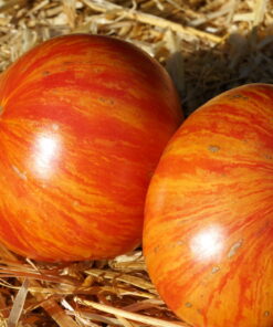 Tomate 'Dwarf Confetti'.