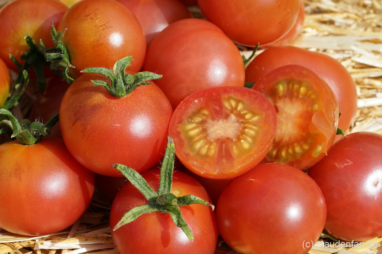 Tomate 'Napa Rosé'.