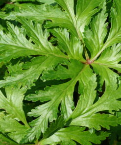 Das Laub von Geranium maderense 'Guernsey White'.