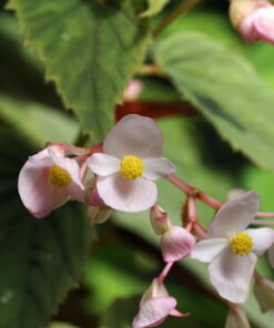 Die Begonia sinensis var. holostyla 'Nanjiang Silver' zeigt auch bei den adulten Blättern eine zarte Sprenkelung.