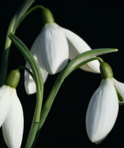 Galanthus 'Imbolc'.