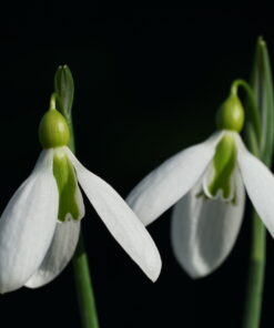 Galanthus 'Tubby Merlin' zeigt große und längliche Blüten.
