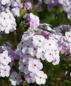 Phlox x 'Fashionably Early Lavender Ice'.