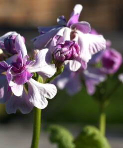 Primula sieboldii 'Koharu Biyori' zeigt eine feine Farbgebung.