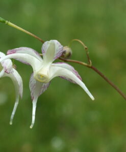 Epimedium 'Kibana Genpei'.
