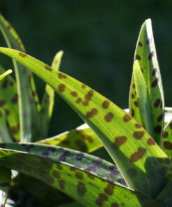 Dactylorhiza 'Sissinghurst' zeigt dekorativ geflecktes Laub.