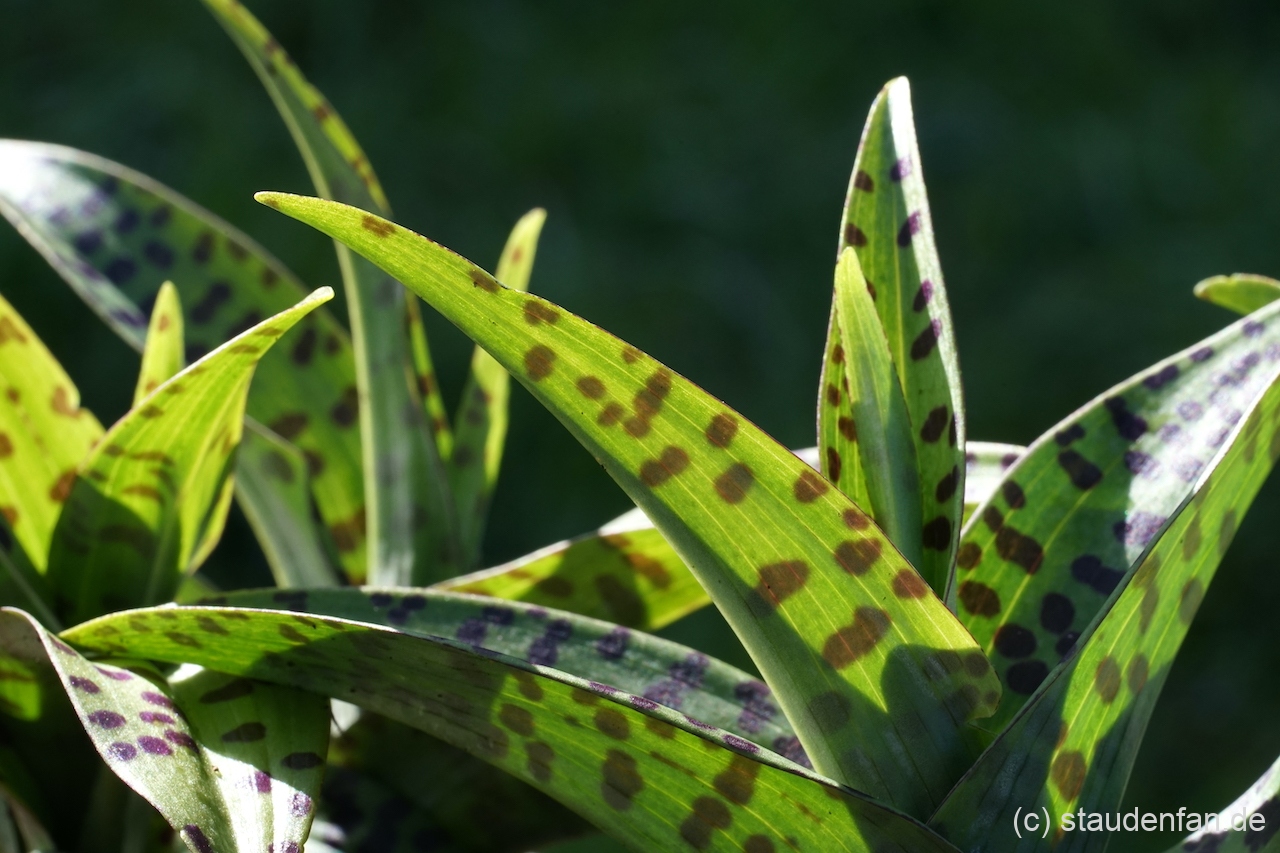Dactylorhiza 'Sissinghurst' zeigt dekorativ geflecktes Laub.