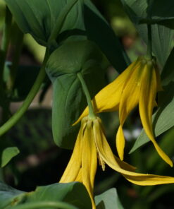 Die ersten Blüten von Uvularia grandiflora 'Floyd Gold' (CWAH201850).