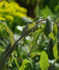 Polygonatum 'Purple Katie'.