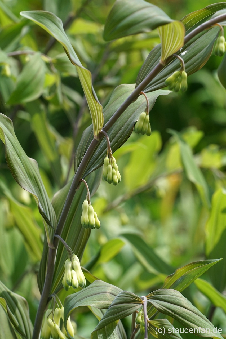 Polygonatum 'Purple Katie' bildelt mehr Blüten als die Sorte 'Bedburg'.