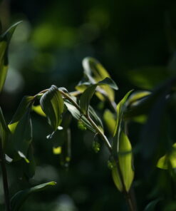 Polygonatum 'Purple Katie' im Morgenlicht.