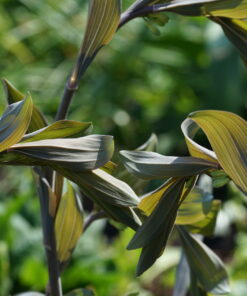 Polygonatum 'Purple Katie' zeigt im Austrieb einen dunklen Hauch.