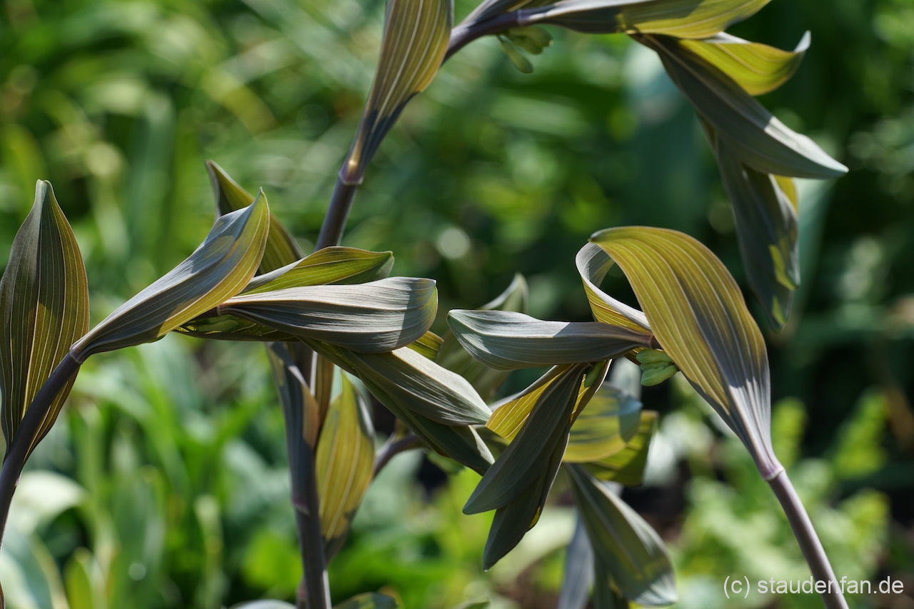 Polygonatum 'Purple Katie' zeigt im Austrieb einen dunklen Hauch.