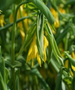 Uvularia grandiflora 'Floyd Gold' (CWAH201850).