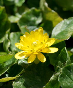 Ficaria verna 'Quillet' ist eine zarte Sorte.