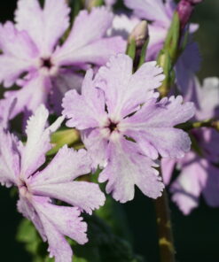 Primula sieboldii 'Chidoriasobi' besitzt eine sehr ungewöhnliche Zeichnung.