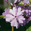 Primula sieboldii 'Chidoriasobi' eine der vielen Sieboldprimmeln die wir kultivieren.