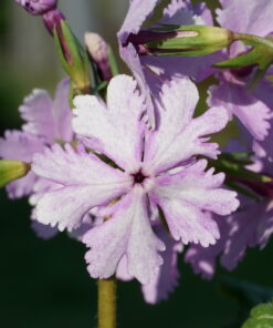 Primula sieboldii 'Chidoriasobi' eine der vielen Sieboldprimmeln die wir kultivieren.