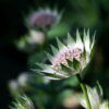 Astrantia 'Buckland'.
