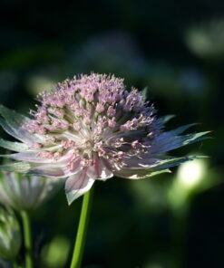 Astrantia 'Buckland' ist eine schöne sehr zart gefärbte Sorte.