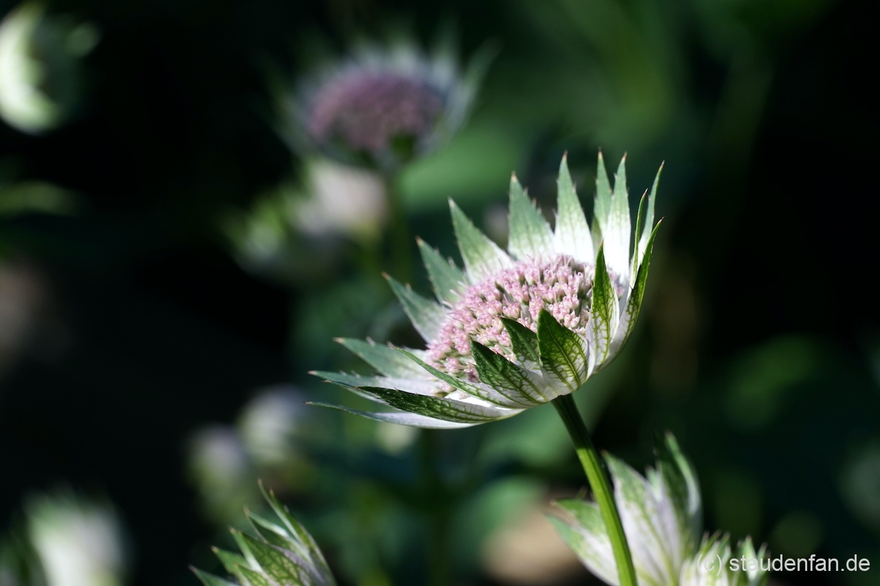 Astrantia 'Buckland'.