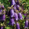 Campanula 'Sarastro' bringt zur Hauptblüte von Mitte Mai bis Juli große Blütenmengen hervor.