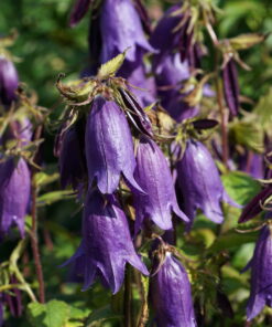 Campanula 'Sarastro' bringt zur Hauptblüte von Mitte Mai bis Juli große Blütenmengen hervor.