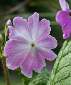 Die Blüteninnenseite ist bei Primula sieboldii 'Koenji' fein meliert.