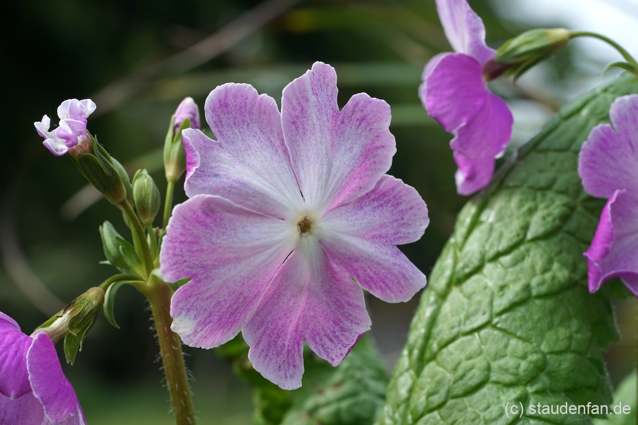 Die Blüteninnenseite ist bei Primula sieboldii 'Koenji' fein meliert.