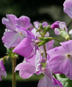 Die Blütenrückseite ist Primula sieboldii 'Koenji' kräftig pink.