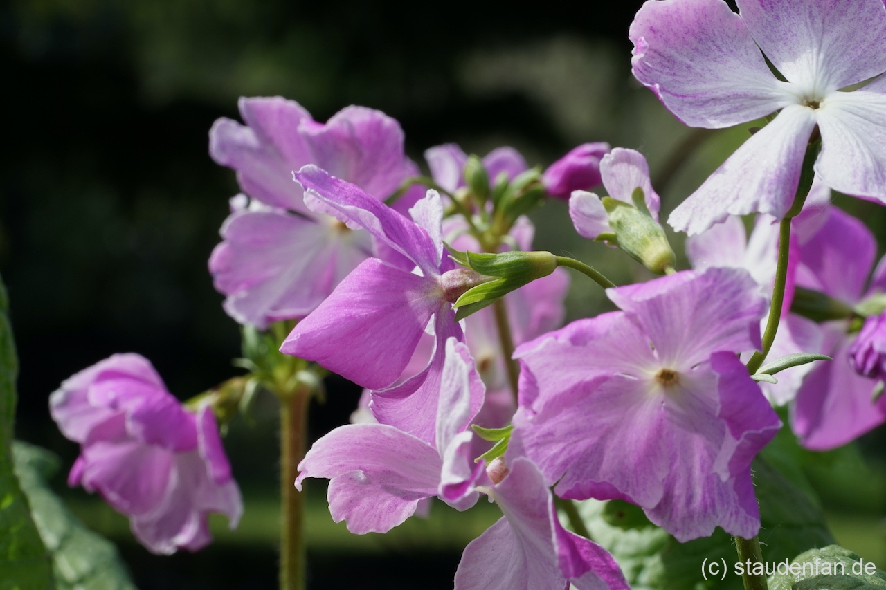 Die Blütenrückseite ist Primula sieboldii 'Koenji' kräftig pink.
