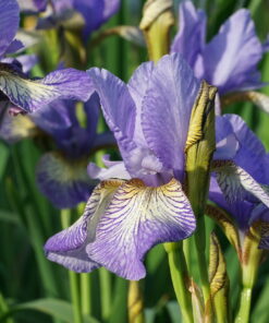Die Wieseniris (Iris sibirica 'Banish Misfortune') zeichnet sich durch eine kompakte Höhe aus.