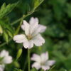 Geranium x oxonianum 'Trevor's White'.