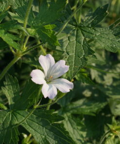 Geranium x oxonianum 'Trevor's White' zeigt nur an den Spitzen einen rosa Hauch.