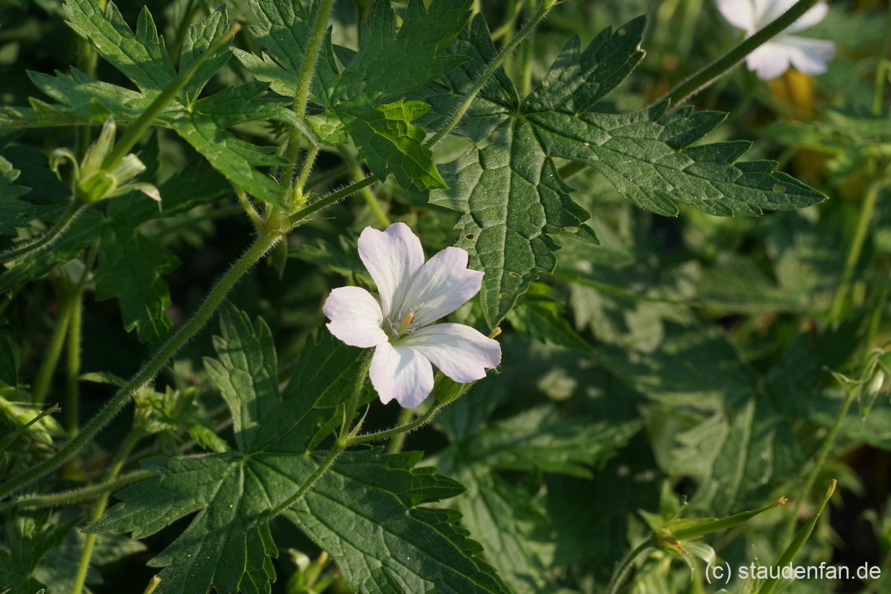Geranium x oxonianum 'Trevor's White' zeigt nur an den Spitzen einen rosa Hauch.
