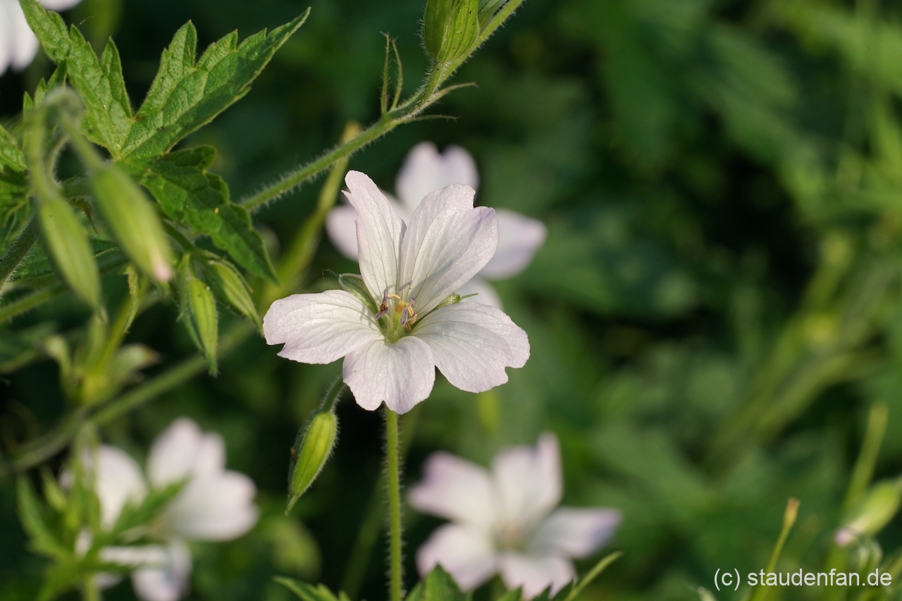 Geranium x oxonianum 'Trevor's White'.
