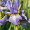 Iris sibirica 'Banish Misfortune' ist eine Auslese aus den USA.