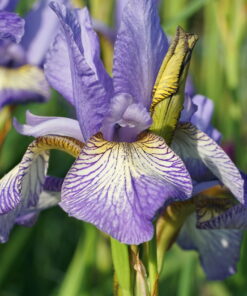 Iris sibirica 'Banish Misfortune' ist eine Auslese aus den USA.