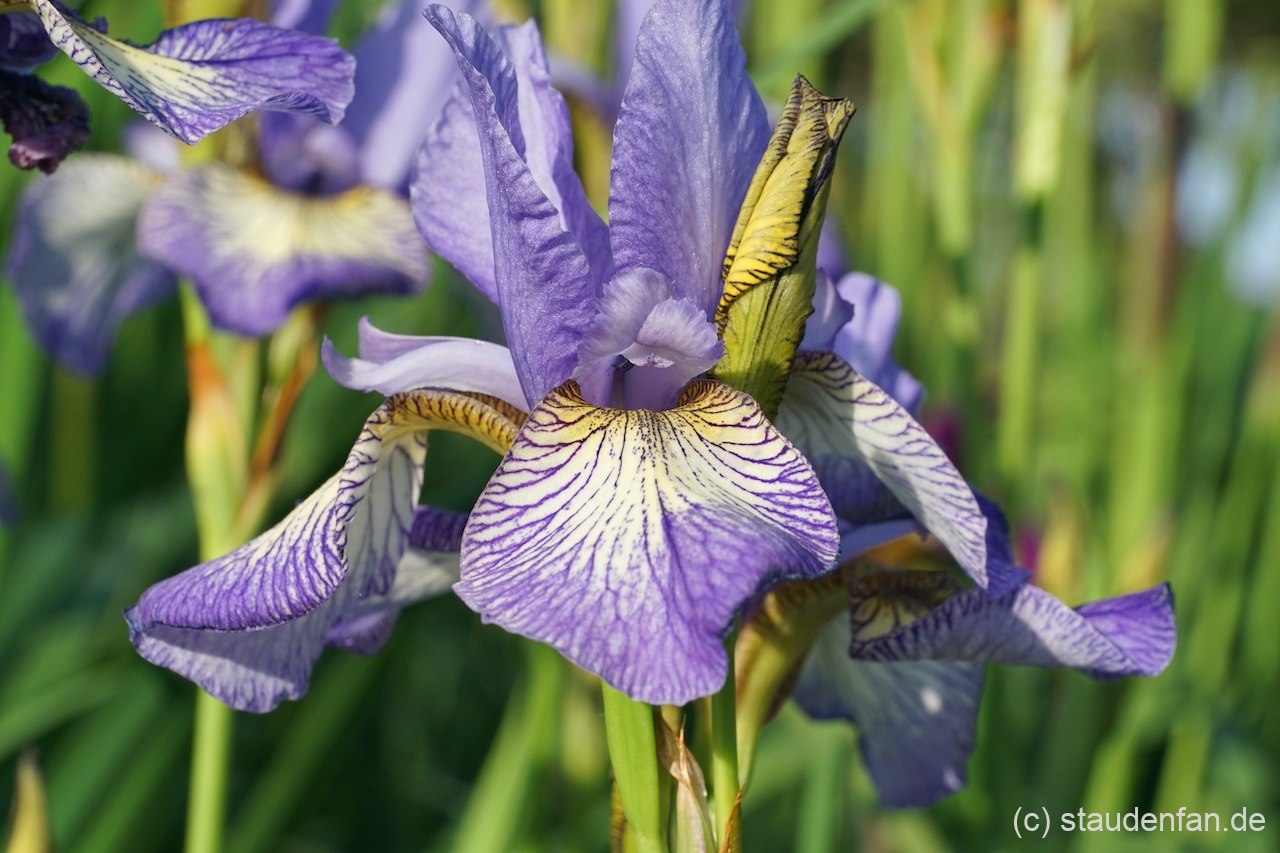 Iris sibirica 'Banish Misfortune' ist eine Auslese aus den USA.