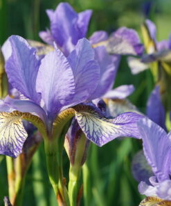 Iris sibirica 'Banish Misfortune' ist sehr reichblühend.