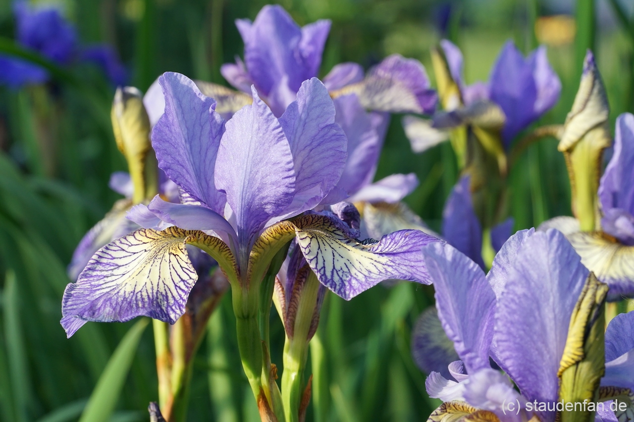 Iris sibirica 'Banish Misfortune' ist sehr reichblühend.