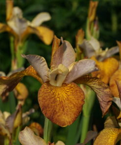 Iris sibirica 'Ginger Twist'.