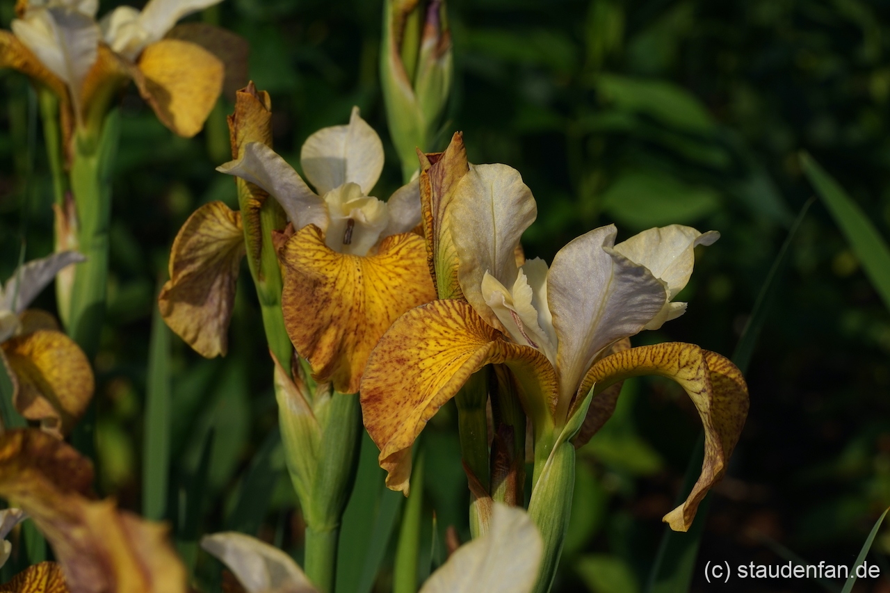 Iris sibirica 'Ginger Twist' ist eine Sorte aus den USA.