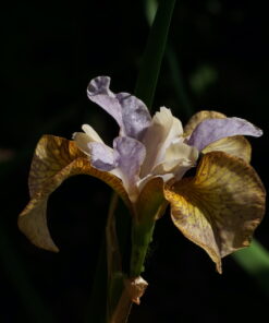 Iris sibirica 'Ginger Twist' zeigt eine seltene Farbkombination.