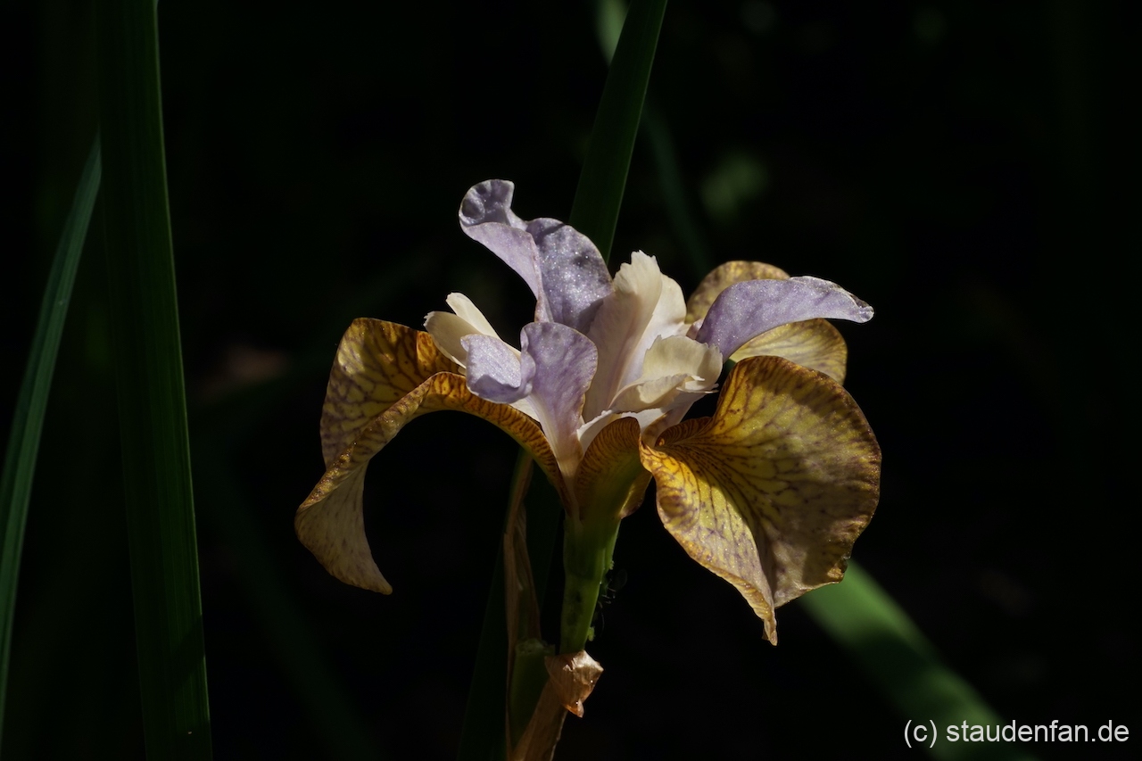Iris sibirica 'Ginger Twist' zeigt eine seltene Farbkombination.